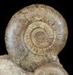 Tall Hammatoceras Ammonite Display - France #50963-1